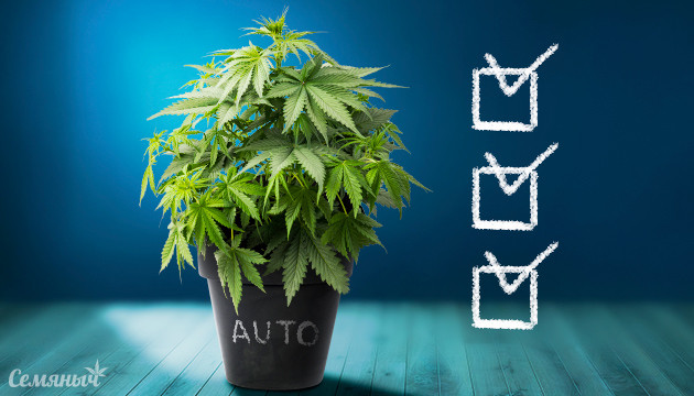 Преимущества выращивания автоцветущих сортов конопли Особенности выращивания автоцветущих сортов конопли