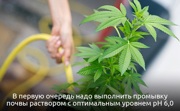 Устранение недостатка железа у каннабиса Устранение дефицита железа у конопли