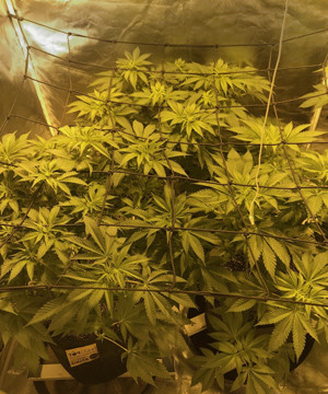 Использование сетки ScrOG Цветение марихуаны на 7 неделе выращивания