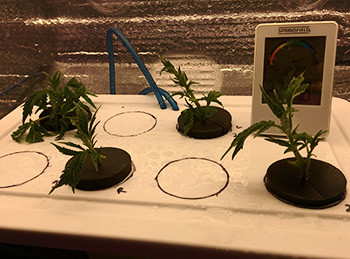 Вегетация конопли Начало выращивания клонов конопли