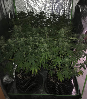 8 неделя выращивания Внешний вид Jack 47 Auto на 8 неделе выращивания