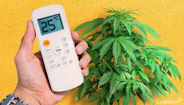 Температуры для выращивания конопли Температура для конопли