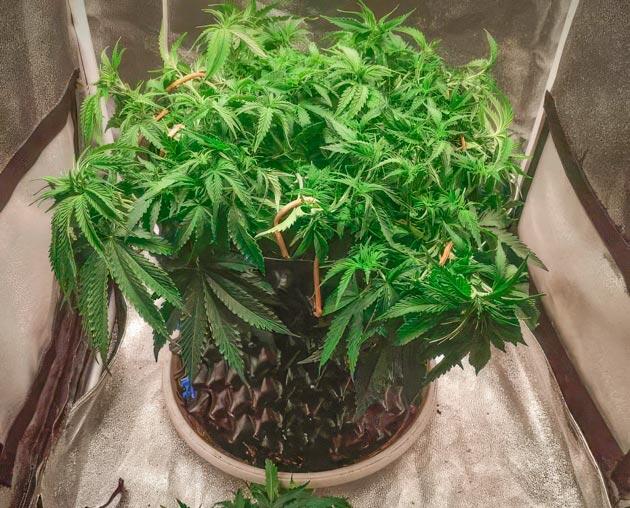 Проведение массовой дефолиации Куст Super Silver Haze на 6 неделе развития