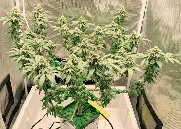 Куст Crescendo RBX1 от Ethos Genetics на стадии цветения