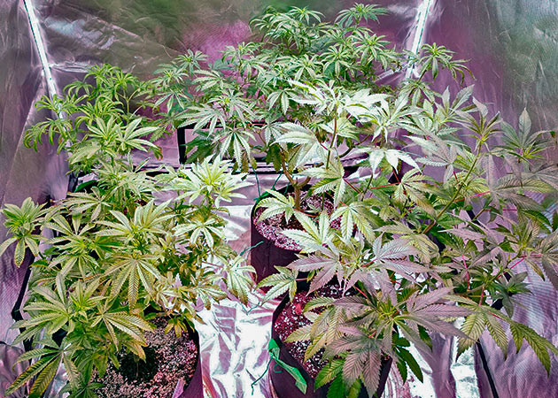 Состав удобрений для конопли Куст Gorilla Glue от Monster Genetics на 10 неделе