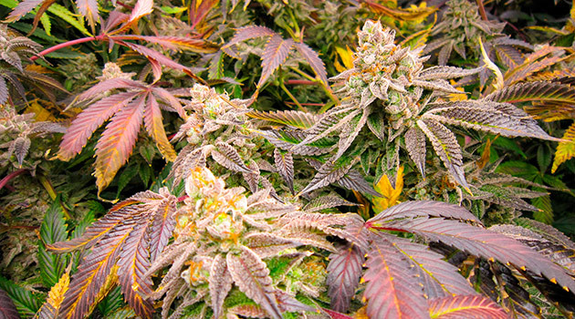 предхарвест кустов DDoS #33 подготовка к харвесту DDoS #33