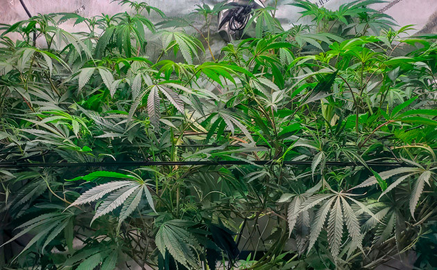 Формирование кроны каннабиса 11 неделя роста конопли