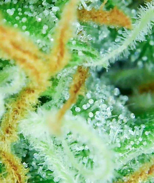 Изменение запаха Bruce Banner Auto Промывка и подготовка к сбору Bruce Banner Auto