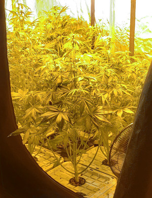 Стадия цветения 5 неделя выращивания