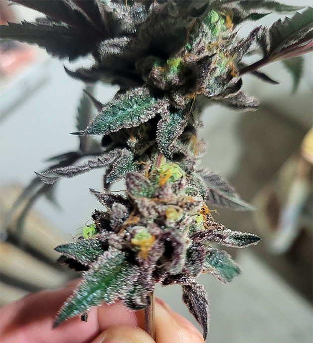 Шишка конопли на 16 неделе созревания Созревшая шишка марихуаны