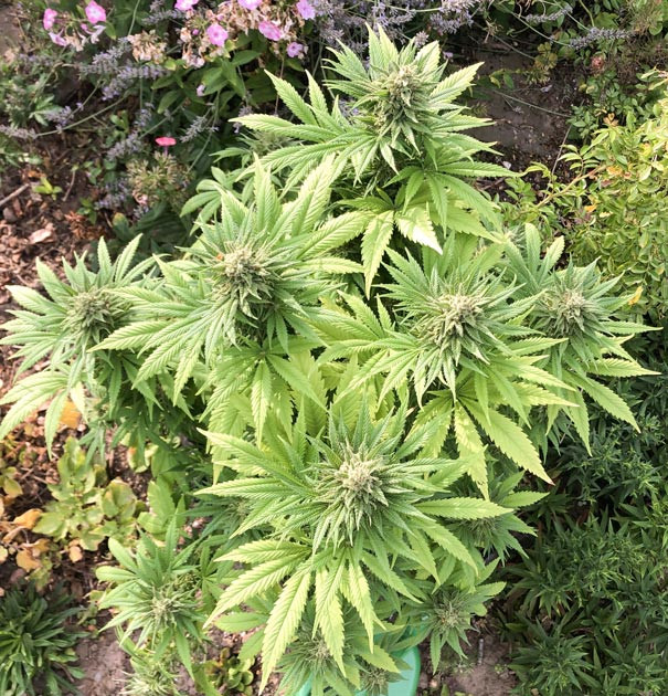 Аромат манго и киви от Atomical Haze Финальные недели перед харвестом Atomical Haze