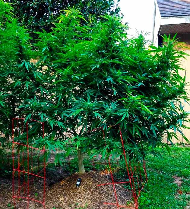 Проверка соцветий при похолодании Конопляный куст в прохладные сентябрьские дни