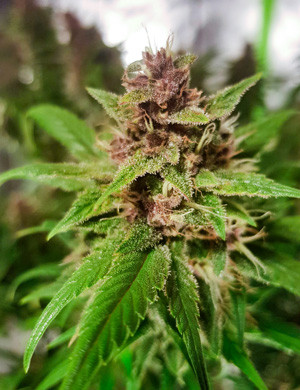 Осталось немного до созревания конопли Процесс цветения марихуаны