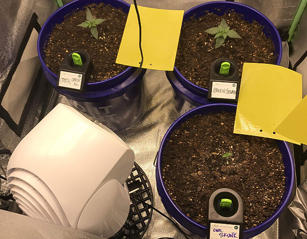 Куст Auto Chocolate Skunk на 1 неделе выращивания Росток Auto Chocolate Skunk