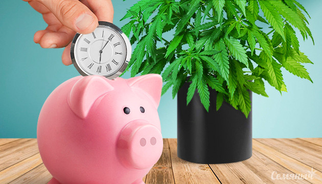 Способы экономии времени при выращивании конопли Экономия времени при гровинге