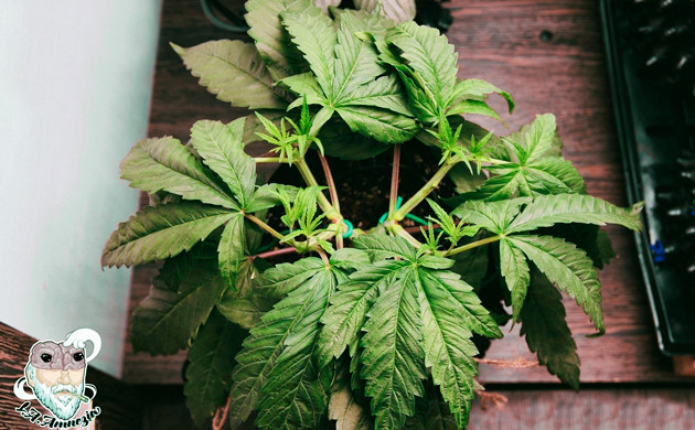 Применение техники LST Подогнутые листья куста