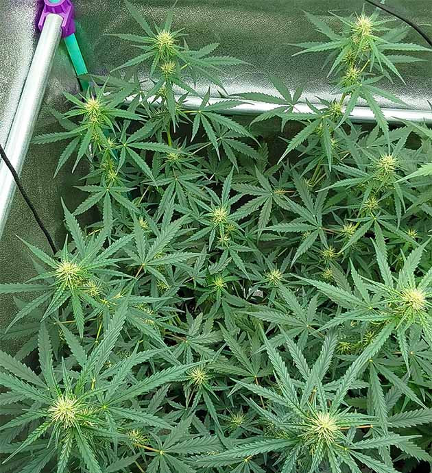 перевод на цветение куста Mimosa Cake Auto Стимуляция цветения куста Mimosa Cake Auto