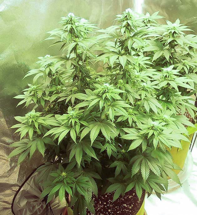 Цветение сорта Pineapple Chunk Pineapple Chunk дневник по выращиванию