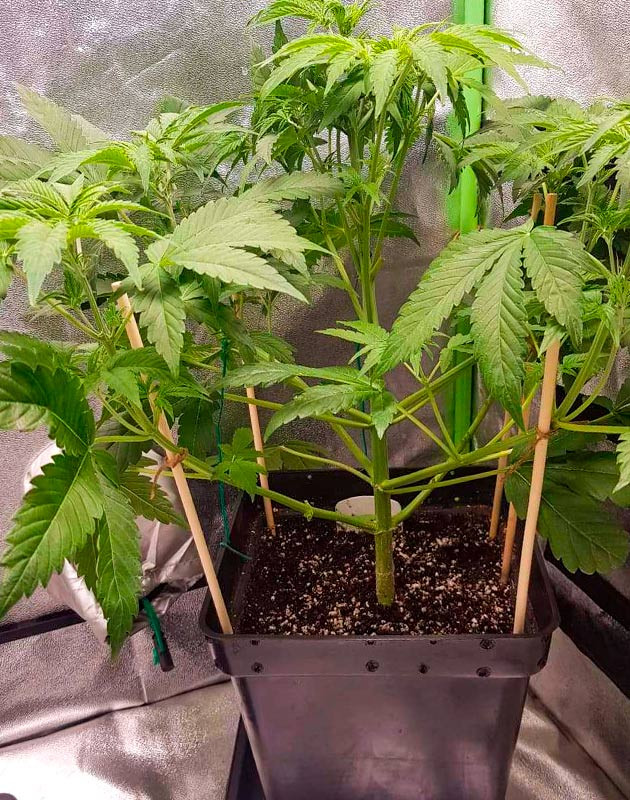 Перевод на цветение растения Skywalker Haze Стимуляция цветения сорта Skywalker Haze