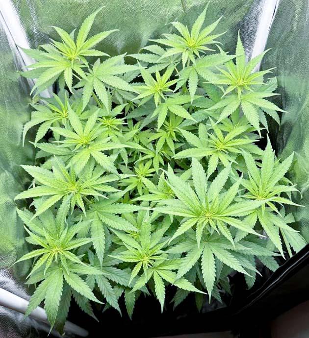 Активный рост и корректировка состава удобрений Куст Mimosa Evo на 7 неделе выращивания