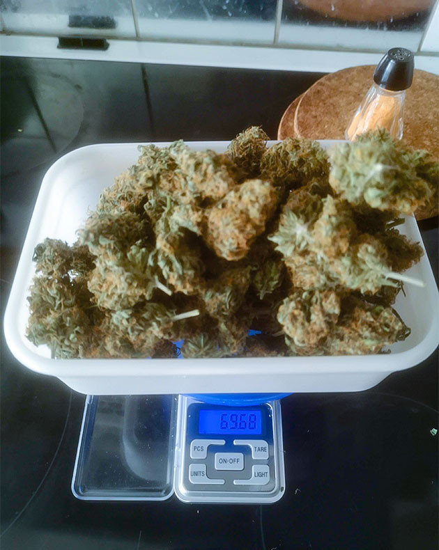 Сбор урожая с кустов Bruce Banner #3 Fast Сбор урожая Bruce Banner #3 Fast