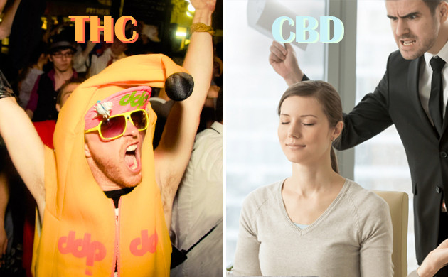 Эффекты ТГК и КБД Заряд энергии от ТГК и расслабление от КБД