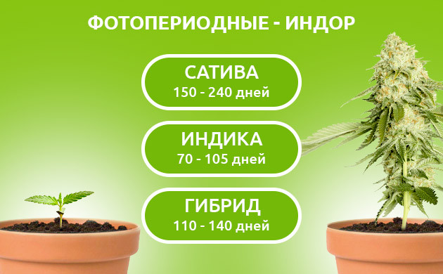 Созревание фотопериодных сортов в закрытом грунте Жизненный цикл фотиков в индоре
