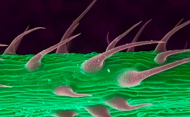 Край листа конопли Красные колючки на зеленой поверхности