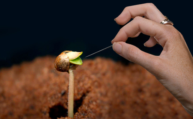 Помогаем семенам конопли сбросить каску Снимаем каску с марихуаны иголкой