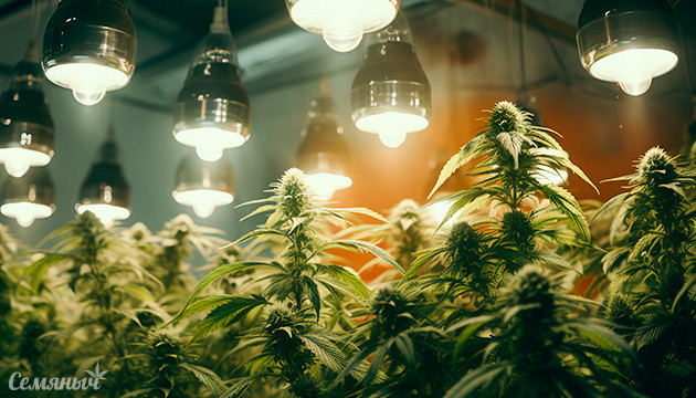 Недостаточное освещение для каннабиса: признаки и способы устранения Недостаток света для каннабиса: симптомы и решения