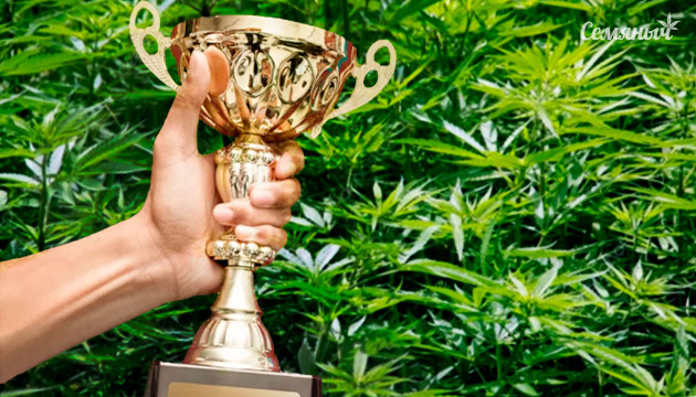 Подборка мощных и урожайных сортов Мощные и урожайные сорта конопли