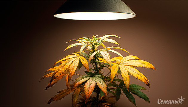 Как распознать ожог на ранней стадии и не допустить его повторения Световой ожог у конопли