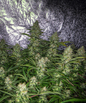 Куст на последней неделе выращивания Созревший куст Tutankhamon