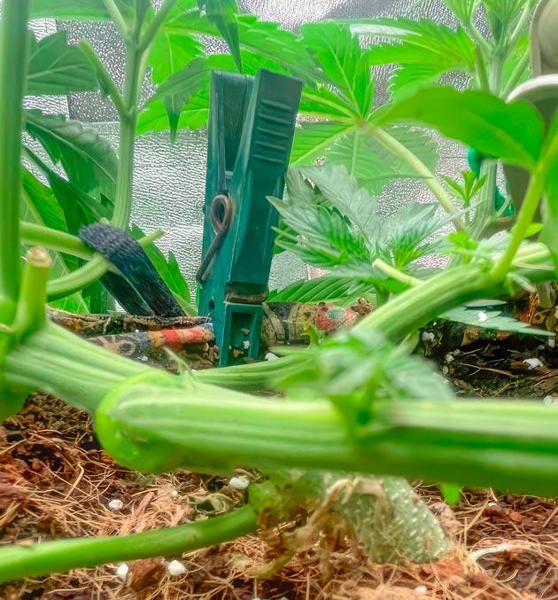 Состав подкормки для марихуаны Куст Fullgas на стадии вегетации