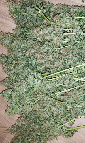 Срезанные колы Super Skunk Auto Харвест