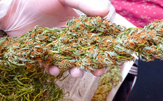 Auto Lemon Kix после харвеста Шишки Auto Lemon Kix