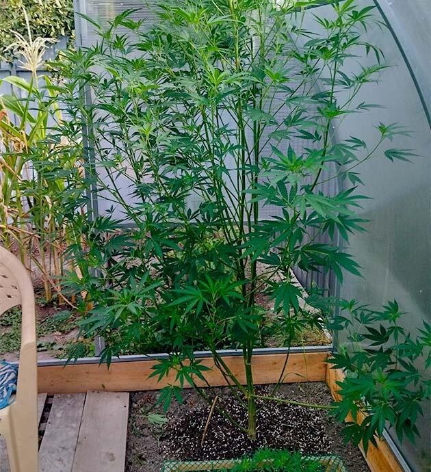 Регулируемое внесение удобрения для безопасного роста каннабиса Подготовка каннабиса к фазе цветения