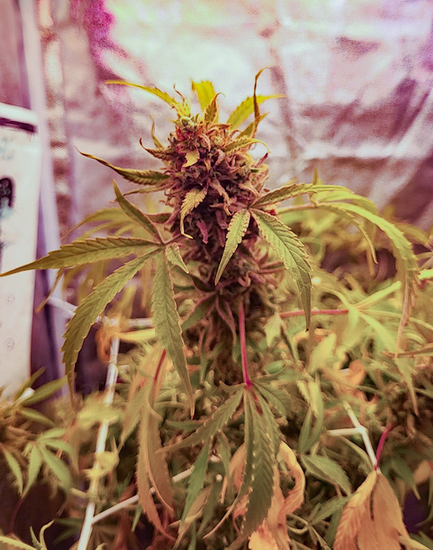 Промывка марихуаны 15 неделя выращивания конопли