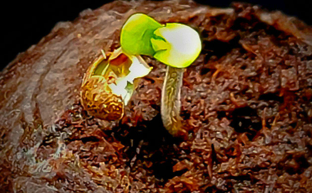 Освобождение семядоли от семенной оболочки Росток сбросил семенную оболочку