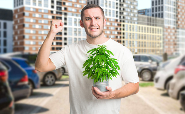 Выращивание марихуаны в мегаполисе Выращивание конопли в городе