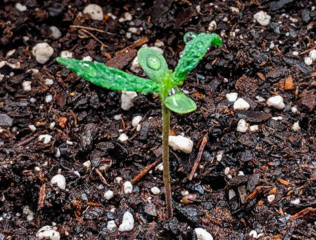 Ранняя фаза роста Jack Herer Молодой росток Jack Herer в большом горшке