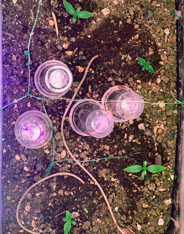 1 неделя выращивания 4 ростка Runtz XL Auto