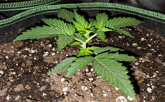 Индорное выращивание сорта Auto Lemon Kix Auto Lemon Kix на 2 неделе выращивания