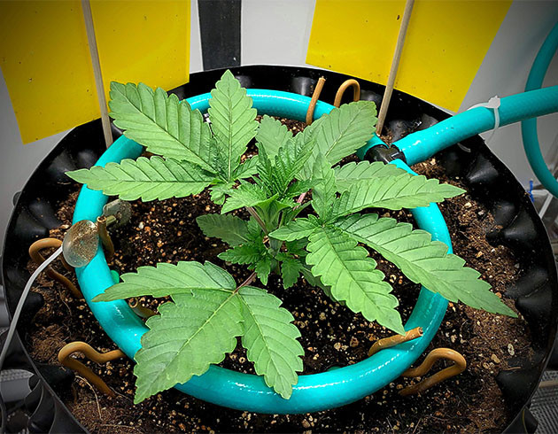 выращивание сорта конопли Pineapple Chunk Куст Pineapple Chunk на вегетации