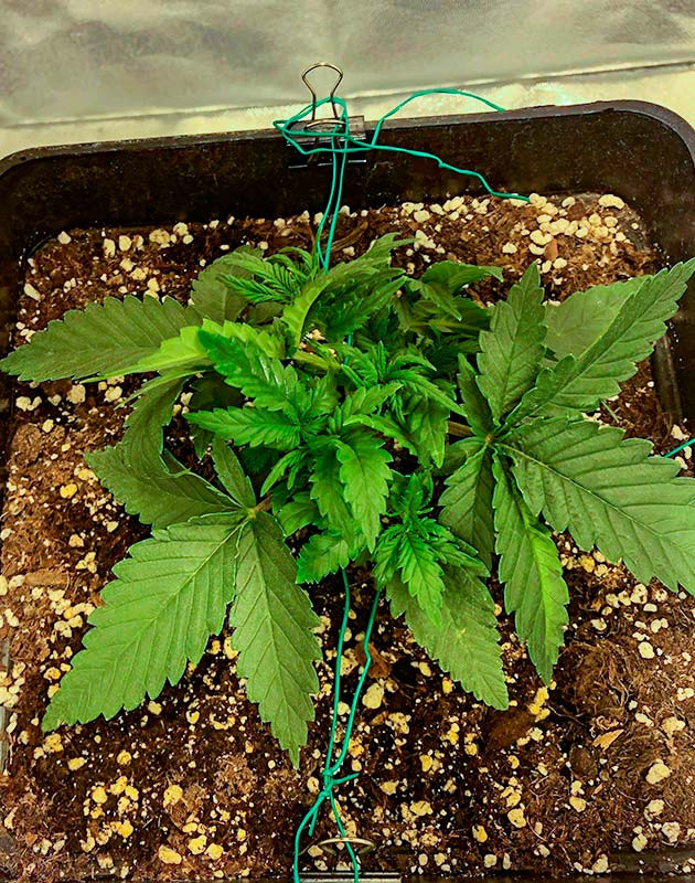 Метод LST для выращивания конопли Вегетация марихуаны