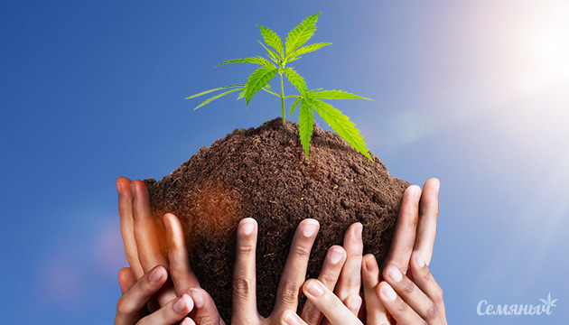 5 гроверов изменивших мир каннабиса Росток каннабиса