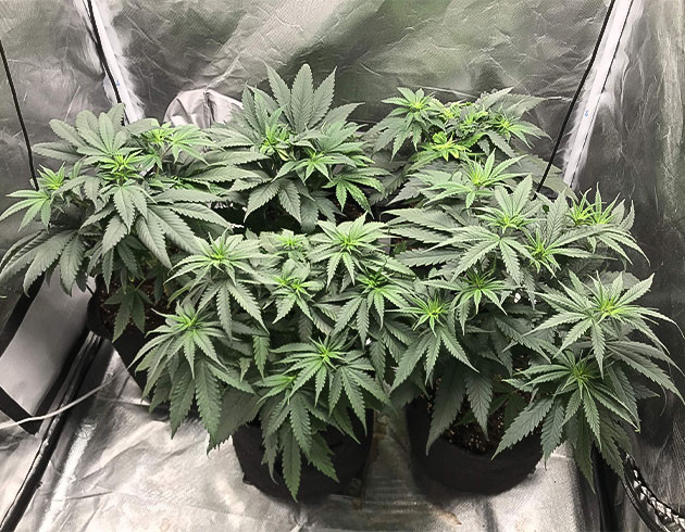 Окончание периода вегетации Кусты на последней неделе вегетации