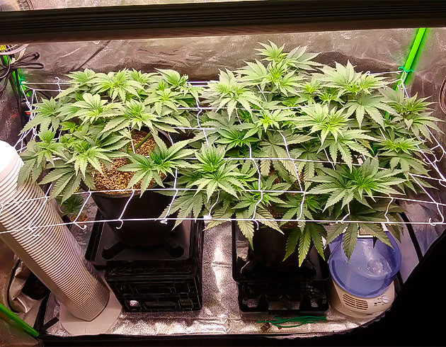 Дефолиация, LST и ScrOG Куст Ethos Cookies R2 на 7 неделе выращивания