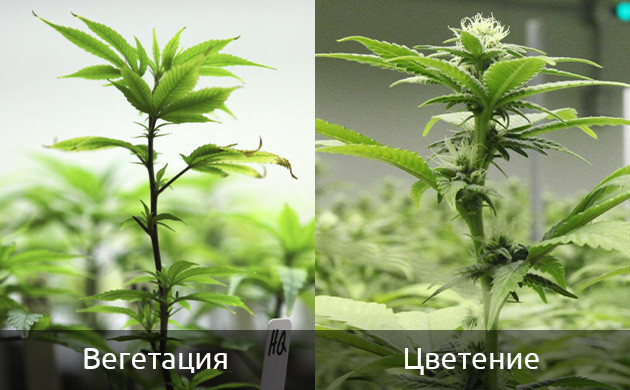 Основные стадии развития конопли Вегетация и цветение конопли