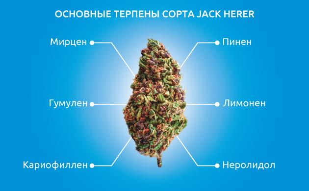 Многослойная ароматическая палитра сорта Вкусоароматический и терпеновый профиль